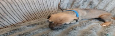 Lurcher 6