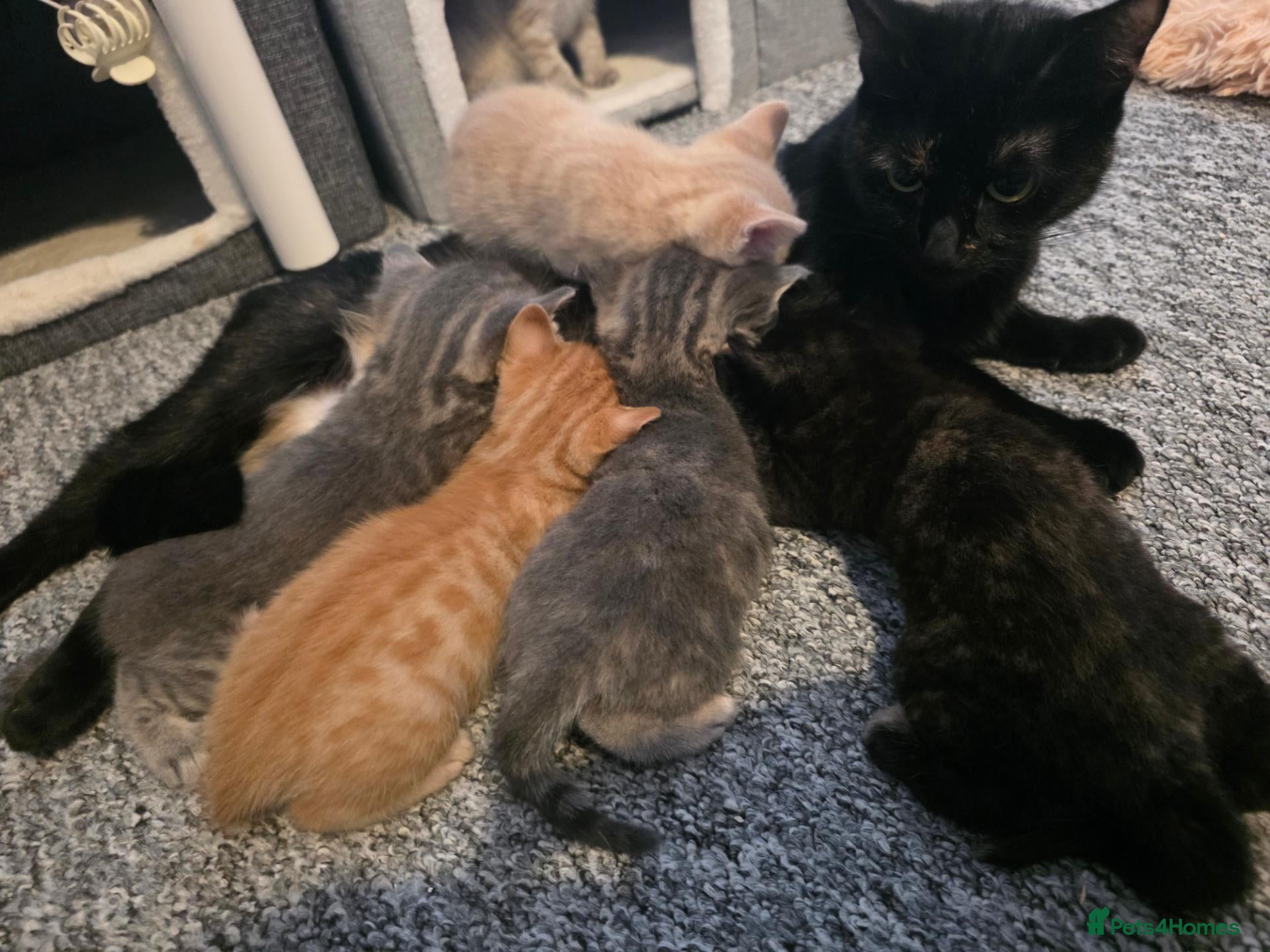 Domestic Shorthair cats 4 babies ready from 27th Oct - Advert 3