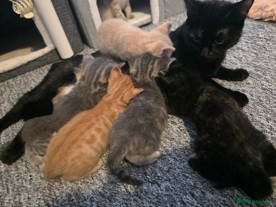 Domestic Shorthair cats for sale: 4 babies ready from 27th Oct - Advert 1