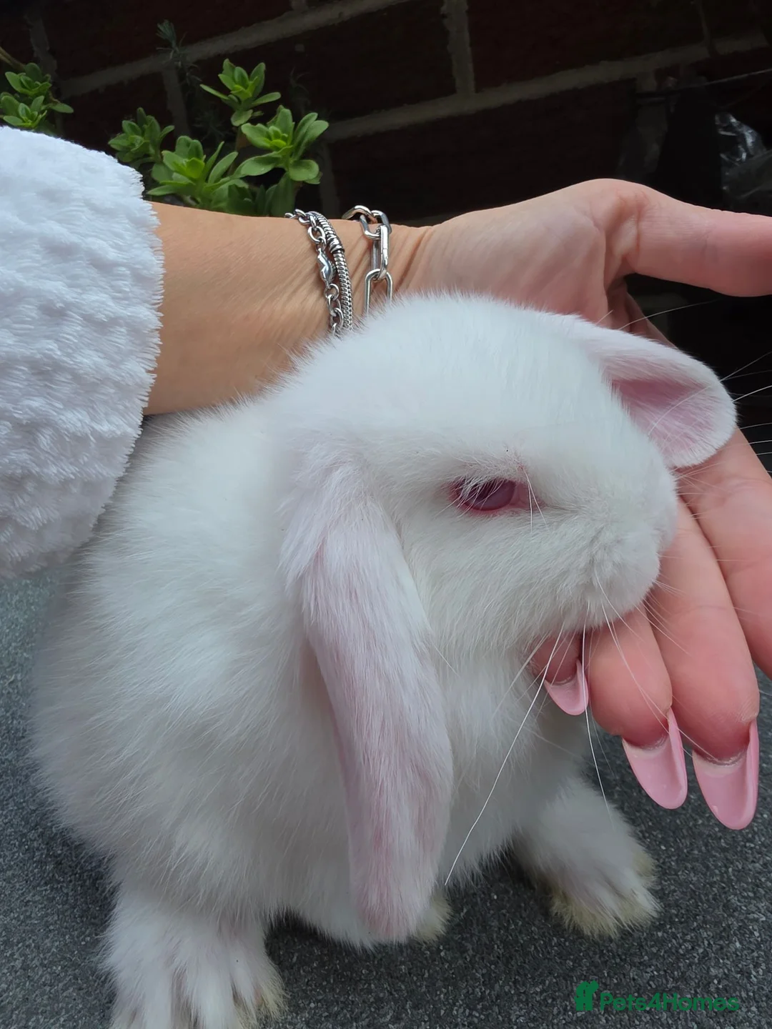 Mini Lop rabbits for sale: Mini lop - Advert 1