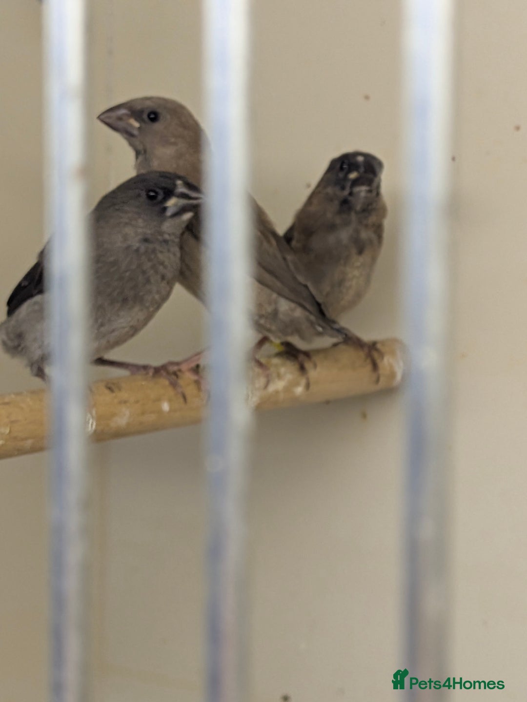 Finches birds for sale: Mixed Society finches - Advert 7