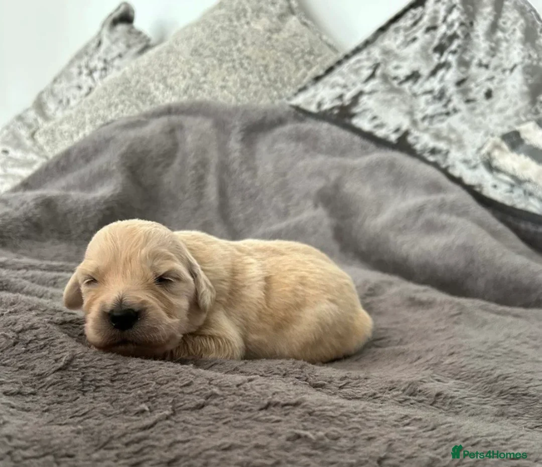 Golden Retriever dogs for sale: True Golden Retriever puppies-ready soon🐾✨ in Birmingham - Advert 2