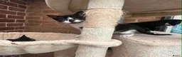 Mixed Breed cats for sale: Kittens  - Advert 12