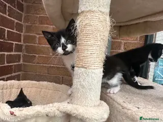 Mixed Breed cats Kittens - Advert 2