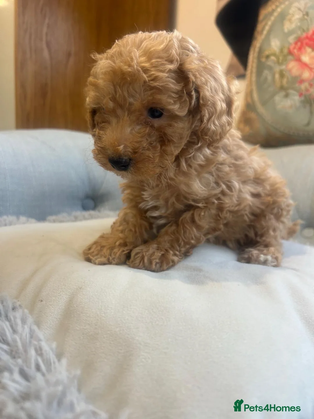 Cockapoo dogs for sale: Beautiful babies available  - Advert 16