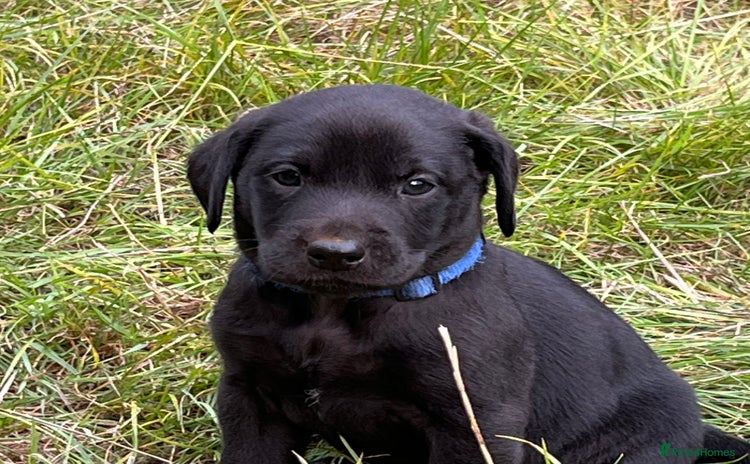Labrador Retriever dogs - Advert 6
