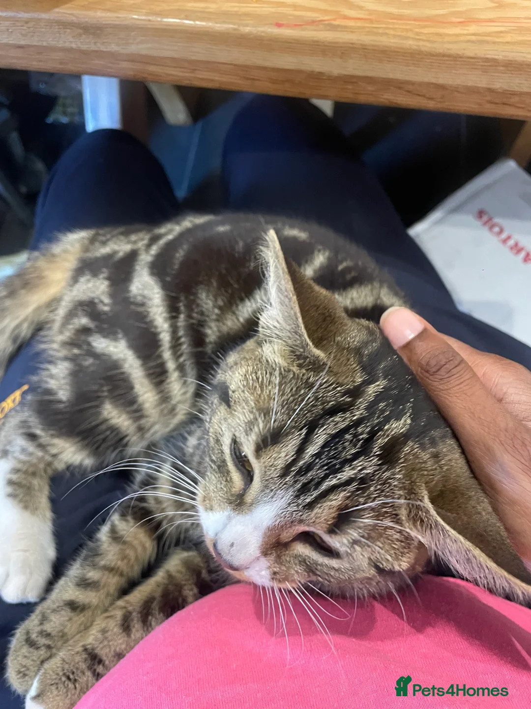 Mixed Breed cats for sale: Beautiful Playful Young Cats - Advert 8