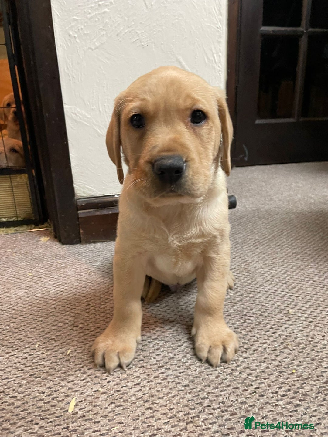 Labrador Retriever dogs for sale: Labrador pups - Advert 3