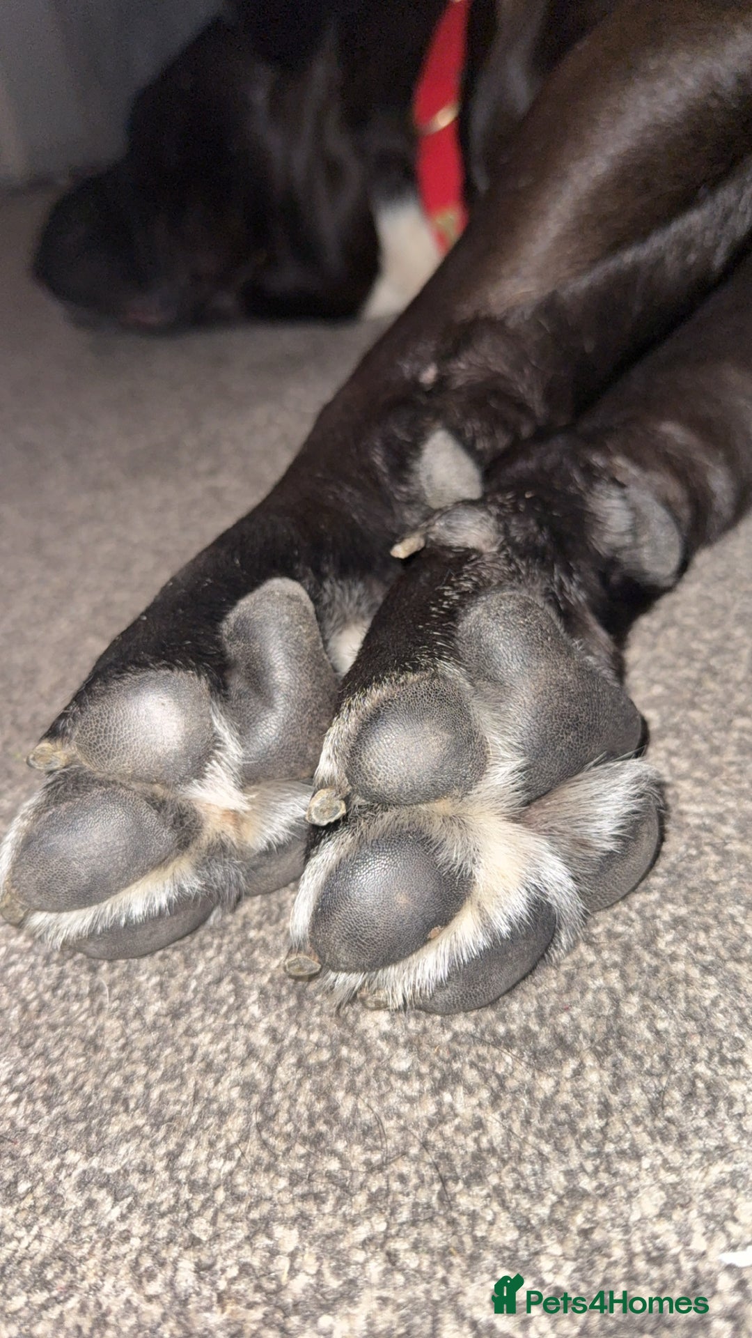 Cane Corso dogs for sale: Beautiful cane corso protection trained - Image 5