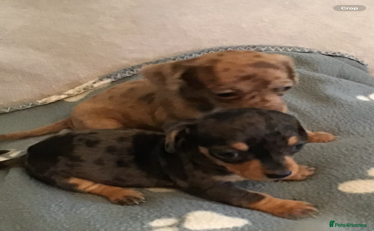 Dachshund dogs - Advert 4