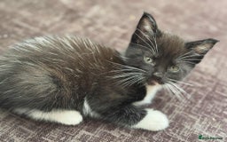 Maine Coon cats for sale: Beautiful Maine Coon Mix  - Image 10