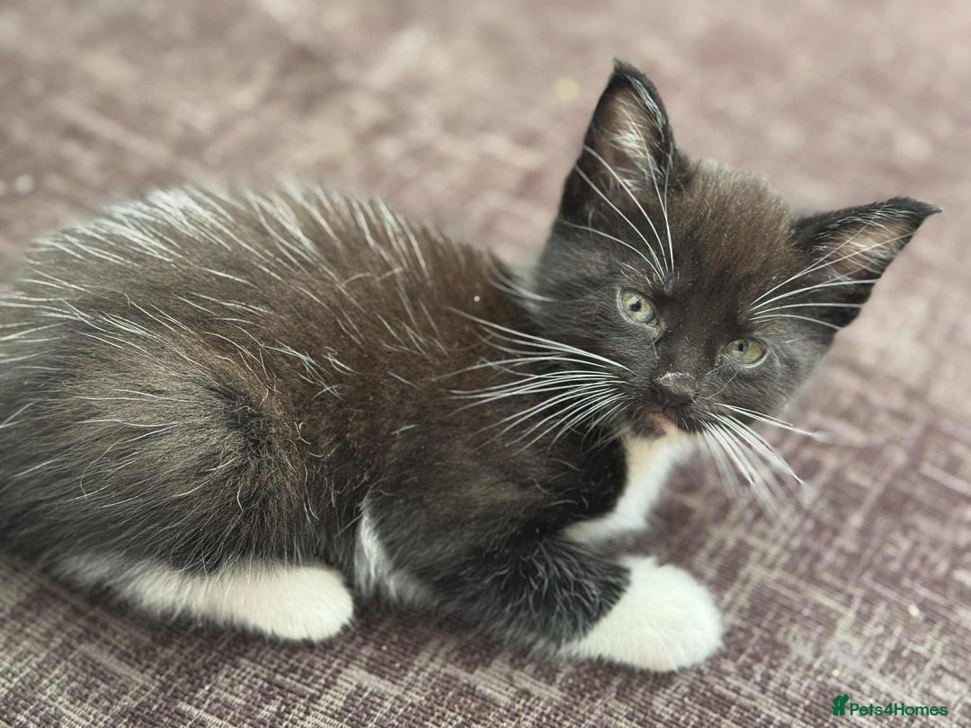 Maine Coon cats for sale: Beautiful Maine Coon Mix  - Image 10