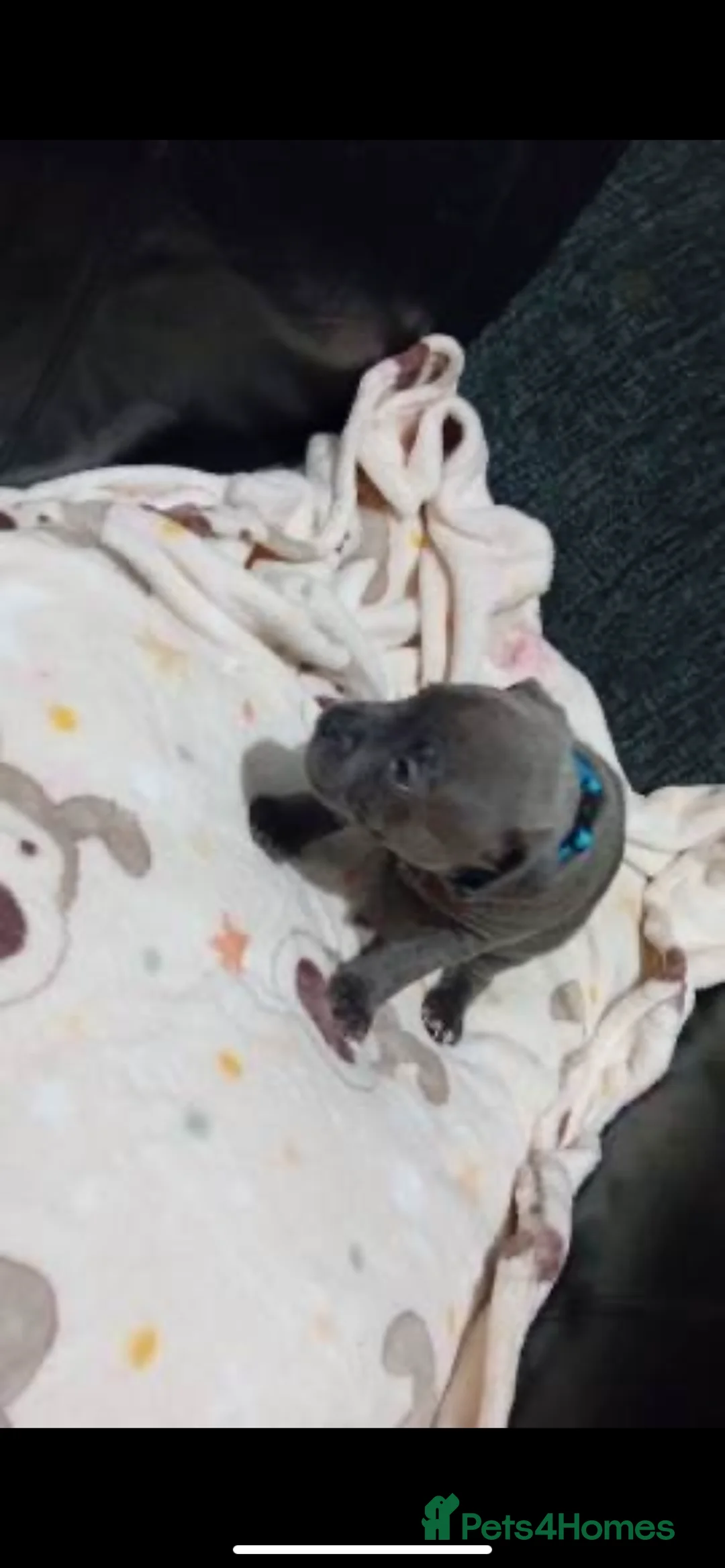 Staffordshire Bull Terrier dogs for sale: Stunning 100% Outstanding Staffy Puppies  - Advert 26