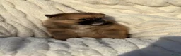 Pomeranian dogs for sale: 🐾 Teddy Pomeranian Puppies Ready To Home 🐾 - Advert 14