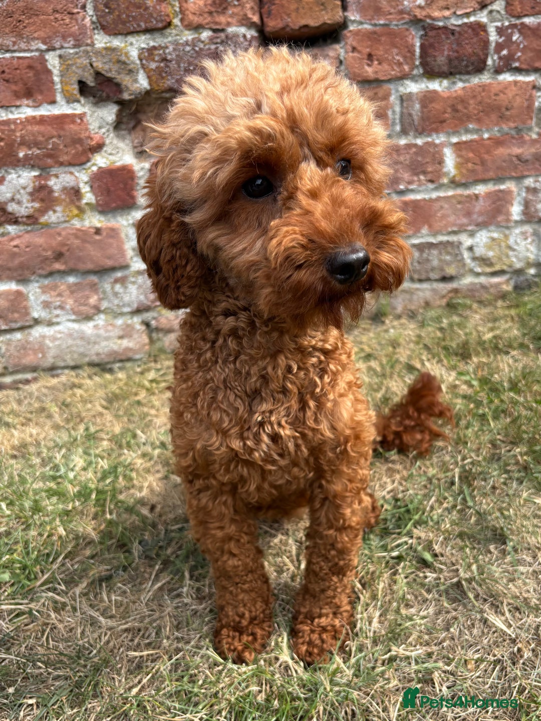 Miniature Poodle dogs for sale: Stunning KC Registered Tiny Red Miniature Poodles - Image 14