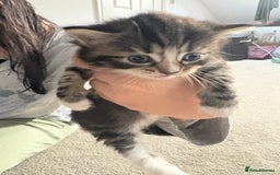 Ragdoll cats for sale: Ragdoll and Russian blue mix - Image 11