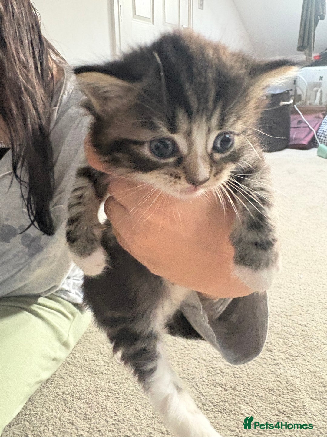 Ragdoll cats for sale: Ragdoll and Russian blue mix - Image 11