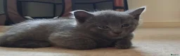 Mixed Breed cats for sale: 3 beautiful kittens looking for a forever home - Advert 9