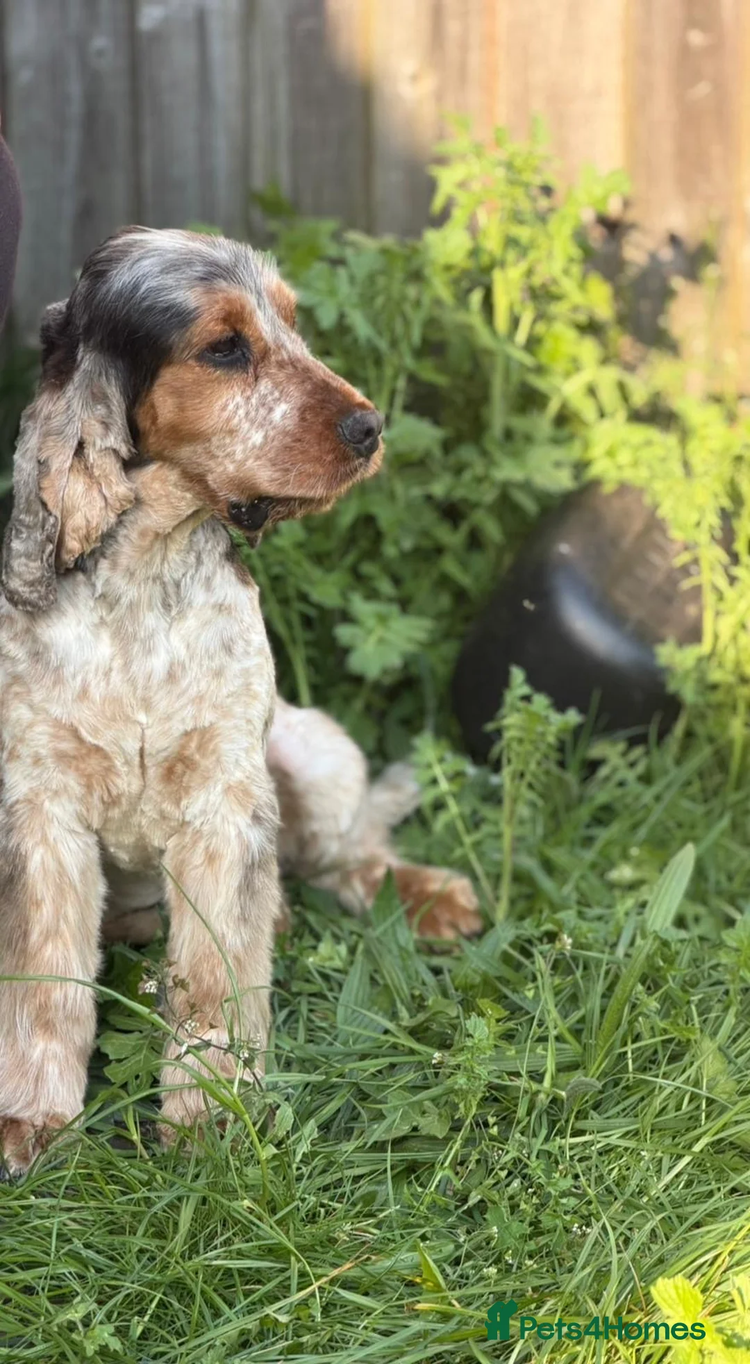 Cocker Spaniel dogs for sale: Male show type cocker spaniel  - Advert 2