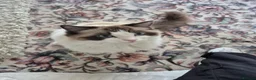 Ragdoll cats for sale: Unfortunate rehoming - Advert 2