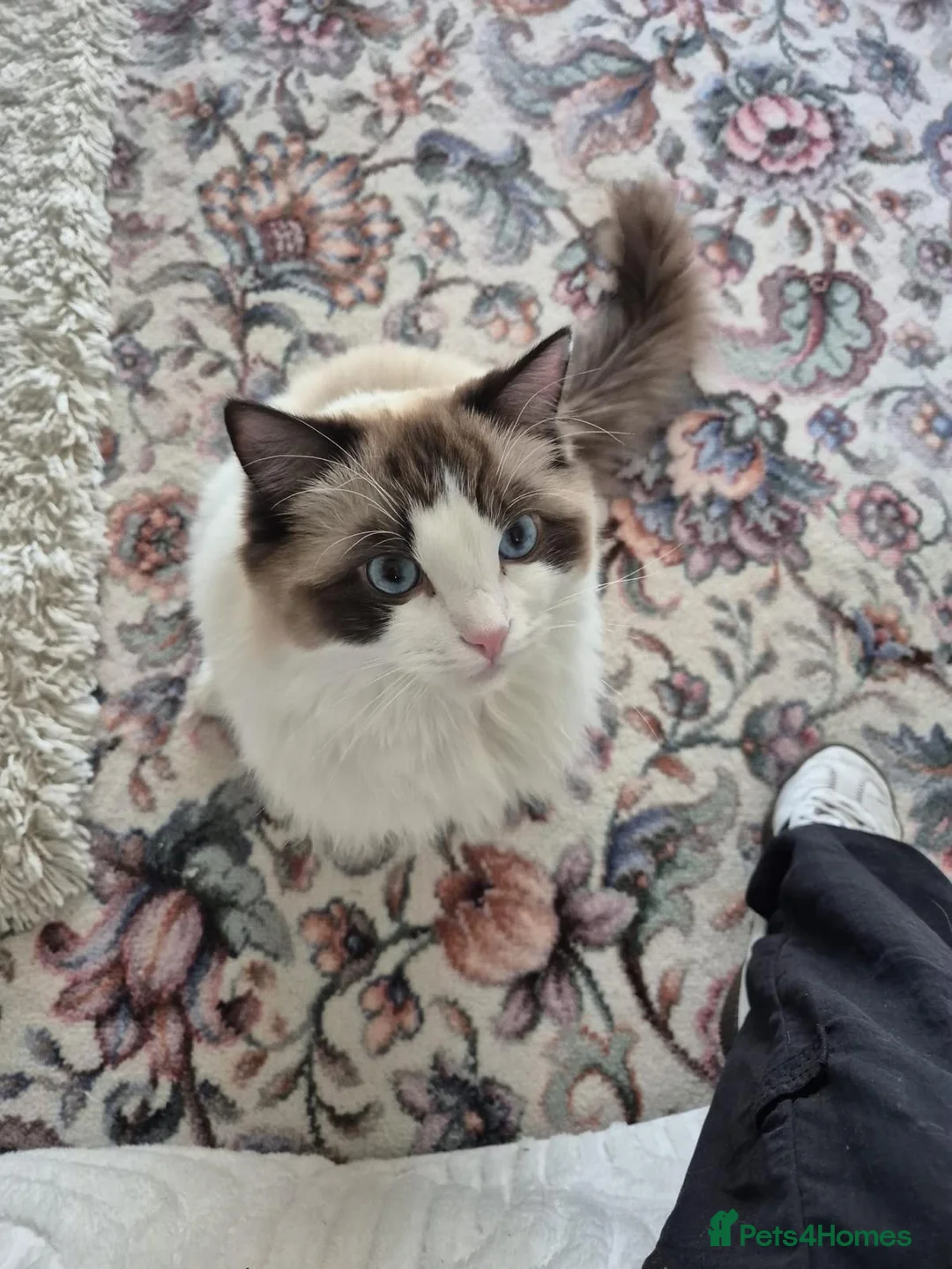 Ragdoll cats for sale: Unfortunate rehoming - Advert 2