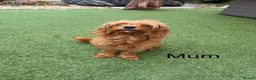 Cavapoo dogs for sale: Backcrossed/ F1b cavapoo - Advert 16