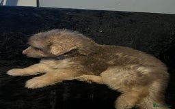 German Shepherd dogs for stud: Blue kc gsd stud  in Oldham - Image 17