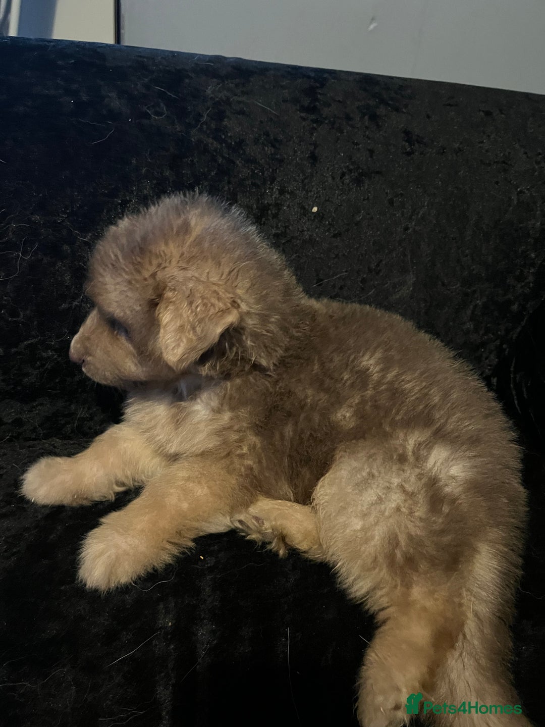 German Shepherd dogs for stud: Blue kc gsd stud  in Oldham - Image 17