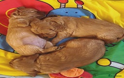 Cavapoo dogs for sale: Beautiful Cavapoo Puppies  - Image 5