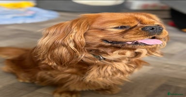 Cavalier King Charles Spaniel dogs - Advert 3