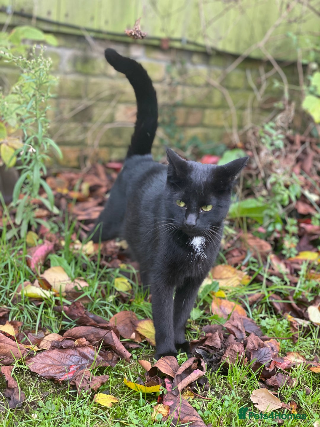 Mixed Breed cats for sale: Beautiful kittens looking for their forever homes - Advert 10