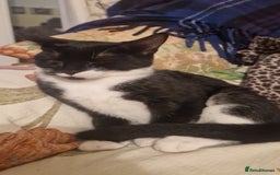 Mixed Breed cats for sale: Betty and Teddy looking for their forever home - Image 3