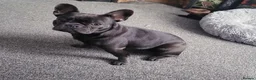 French Bulldog dogs for sale: Female Blue French Bulldog - 15 Months Old in Lowestoft - Advert 3