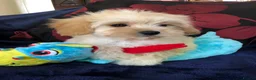 Maltipoo dogs for sale: Maltipoo puppies forsale - Advert 20