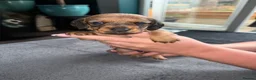 Dachshund dogs for sale: Beautiful Dachsunds puppies  - Advert 5
