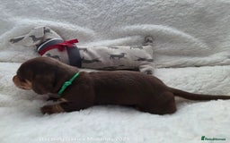 Miniature Dachshund dogs for sale: Shorthaired Minature Daschunds  - Image 31