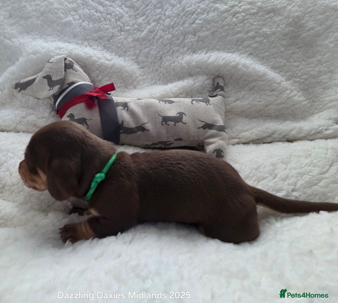 Miniature Dachshund dogs for sale: Shorthaired Minature Daschunds  - Image 31