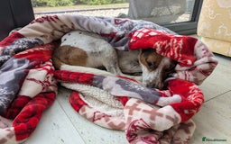 Jack Russell dogs for adoption: Magnificent Milo JRT / Plummer - Image 4