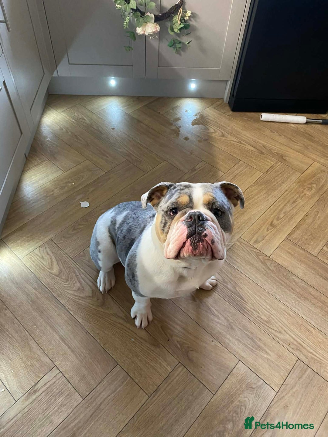 English Bulldog dogs for sale: Stunning Bulldog puppy - Advert 1