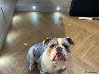 English Bulldog dogs Stunning Bulldog puppy - Advert 1