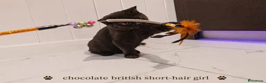 British Shorthair Kitten 1