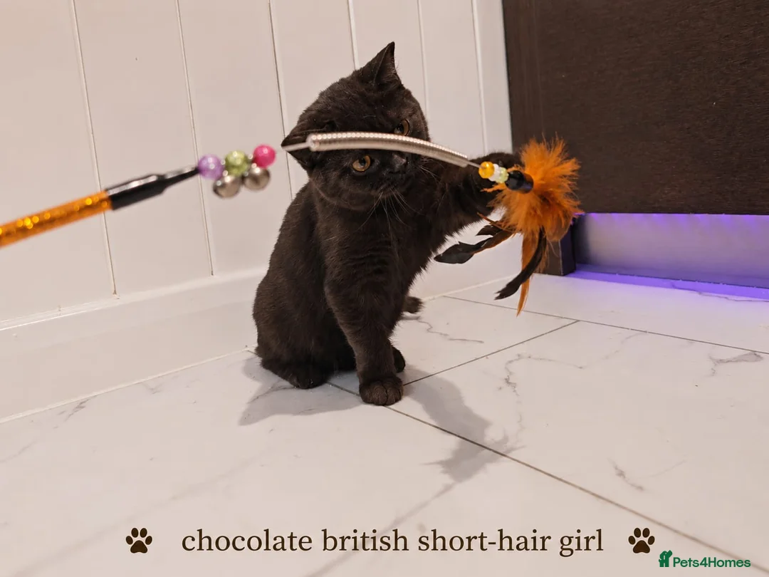 British Shorthair cats for sale: Chocolate British Shorthair Girl - Advert 6