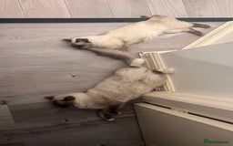 Ragdoll cats for sale: Milo & Mila my beloved cats  - Image 6