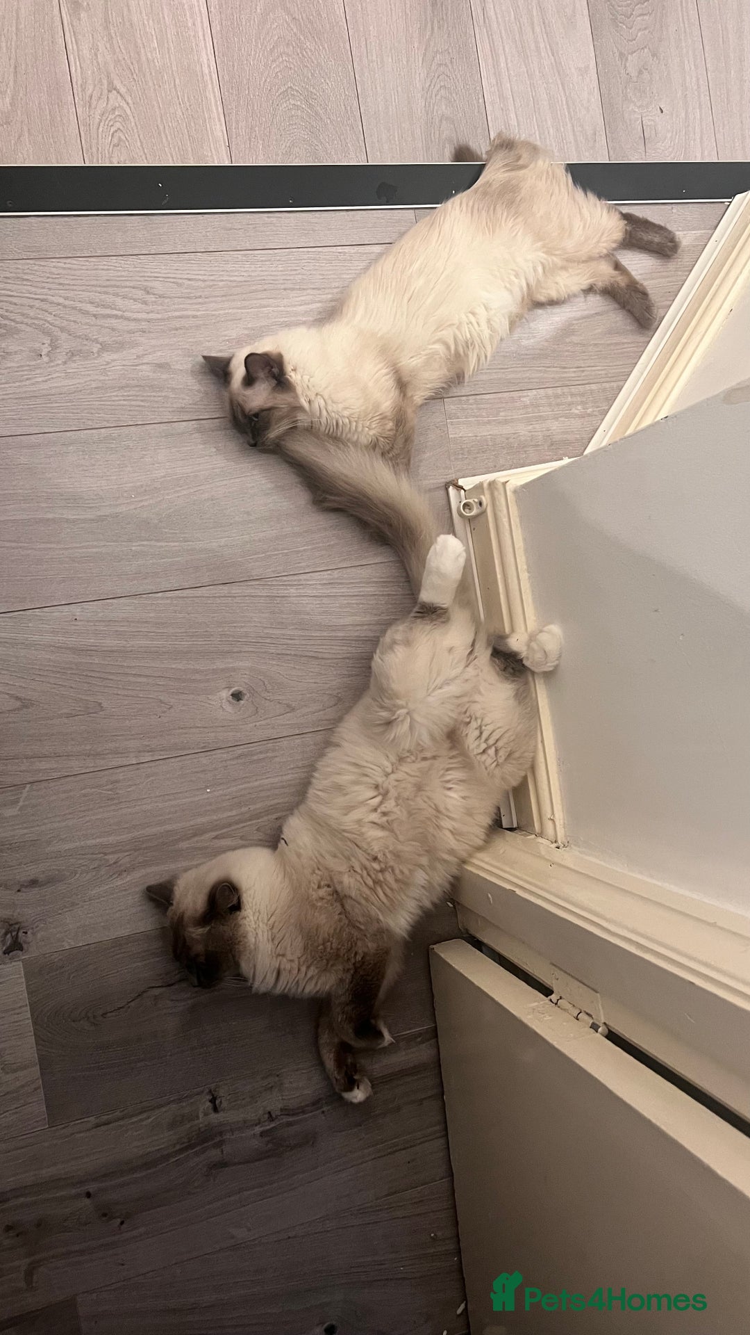 Ragdoll cats for sale: Milo & Mila my beloved cats  - Image 6