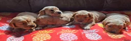 Golden Retriever dogs for sale: KC registered golden retriever pups  - Advert 1
