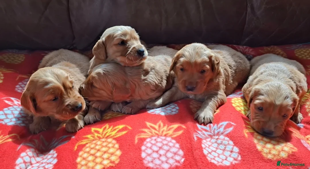 Golden Retriever dogs for sale: KC registered golden retriever pups  - Advert 1