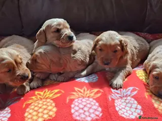 Golden Retriever dogs KC registered golden retriever pups - Advert 16