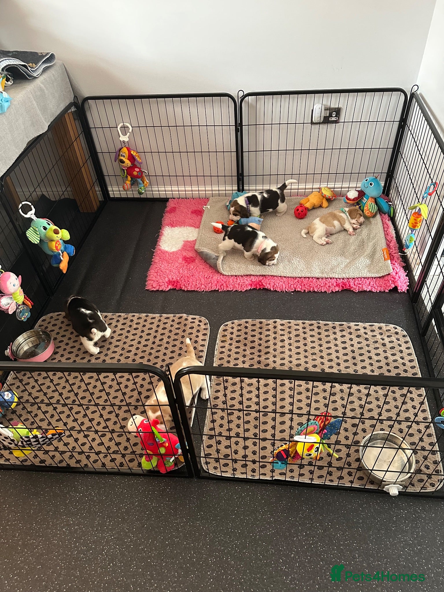 Beagle dogs Beautiful KC registered 5th gen pedigree puppies - Advert 2