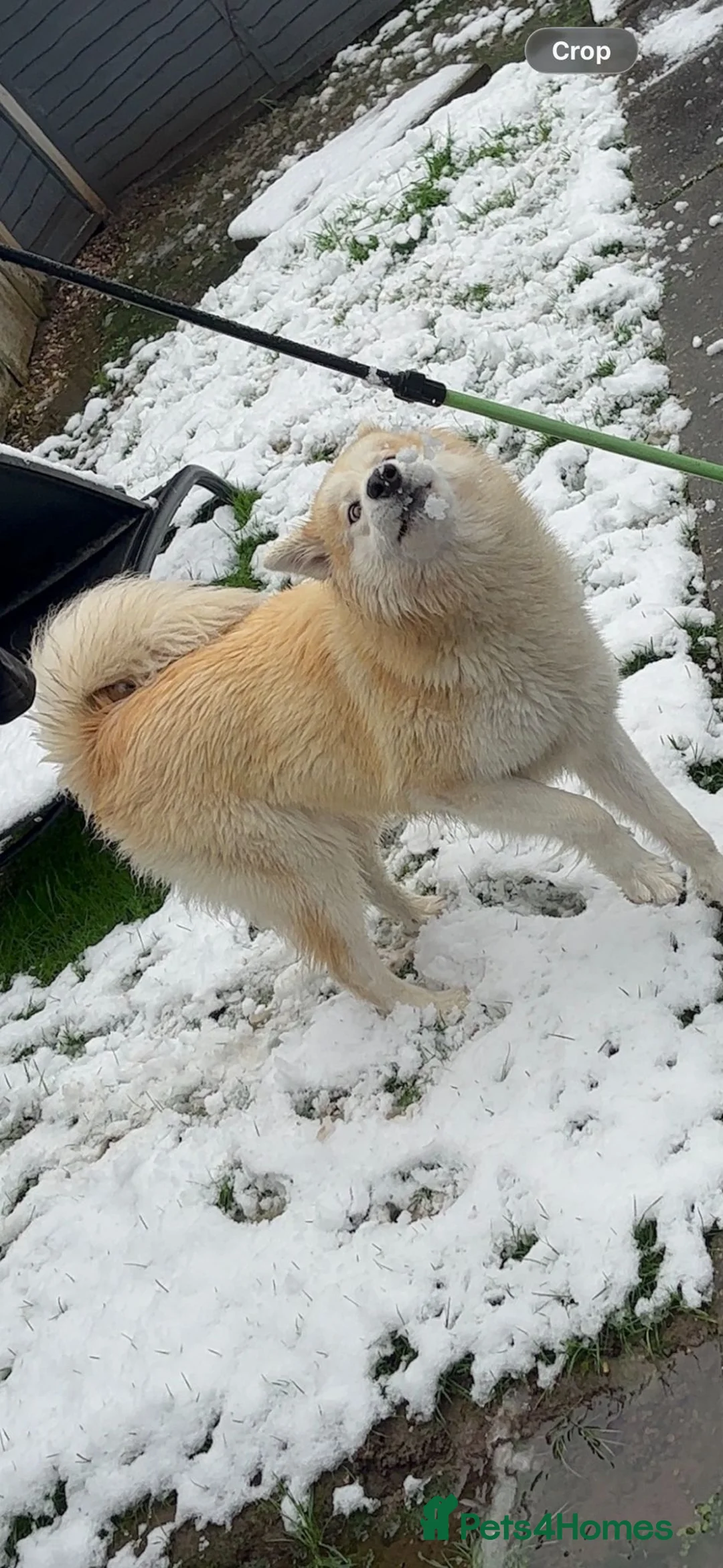 Alaskan Malamute dogs for sale: Puppies are due approx 8 June in Birmingham - Advert 2
