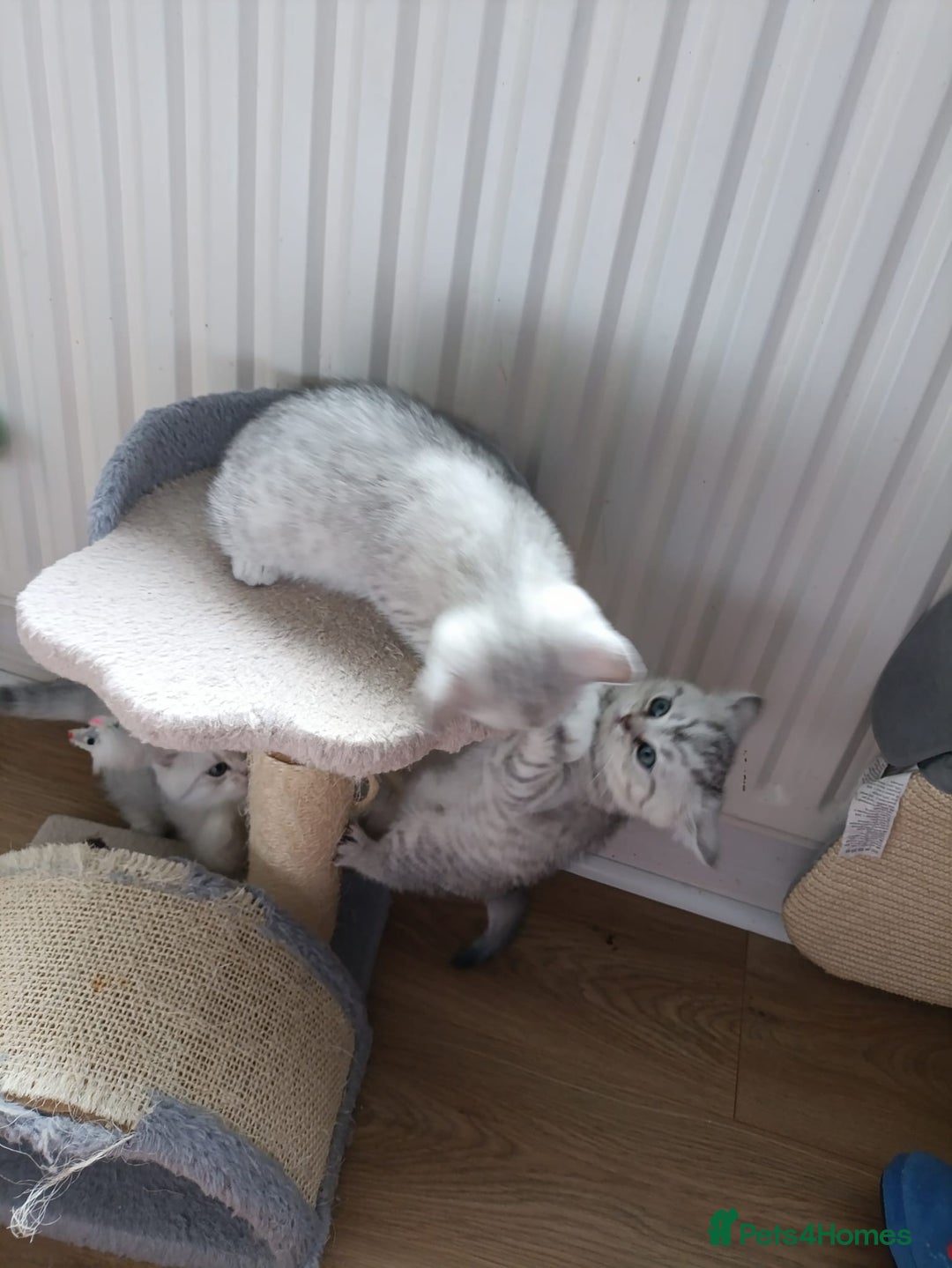 British Shorthair cats for sale: Beautiful  British Shorthair kittens  - Advert 25